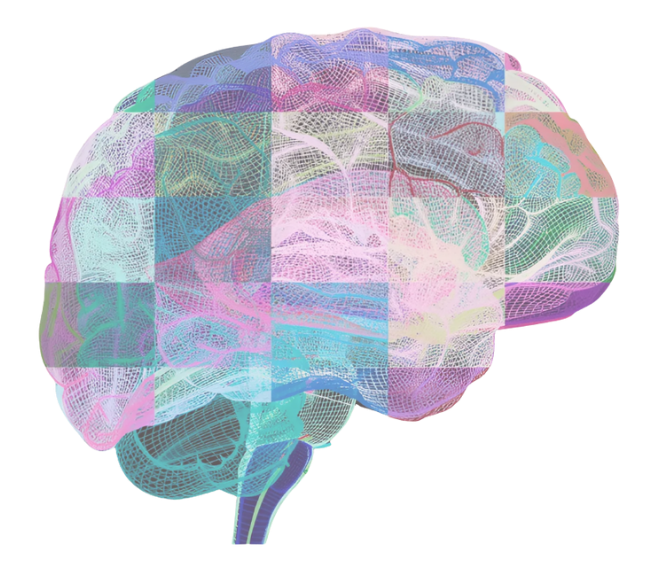 ALS Brain